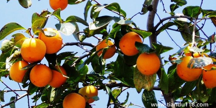 湖南邵陽(yáng)這四種特產(chǎn)，遠(yuǎn)近聞名，看看你吃過(guò)哪幾種？