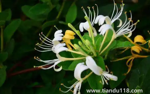 金銀花是蒸好還是不蒸好3