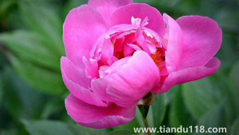 芍藥花骨朵幾天開(kāi)花(芍藥花期一般開(kāi)多長(zhǎng)時(shí)間)(圖3) 芍藥花骨朵幾天開(kāi)花3