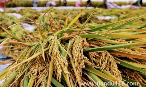 預(yù)言饑荒馬上要來了真的假的(中國是哪年鬧的饑荒)(圖2) 預(yù)言饑荒馬上要來了真的假的2