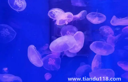 去海洋館穿藍(lán)色衣服好不好看(去海洋館衣服怎么穿)(圖3) 去海洋館穿藍(lán)色衣服好不好看3