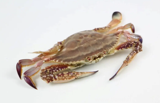 梭子蟹買回來沒多久就死了可以吃嗎(梭子蟹的做法推薦)(圖3) 梭子蟹買回來沒多久就死了可以吃嗎3