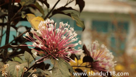 2022國慶去西雙版納冷了嗎(國慶節(jié)去西雙版納旅游穿什么衣服鞋子)(圖2) 2022國慶去西雙版納冷了嗎2