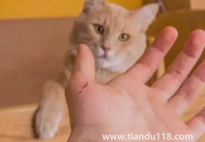 被貓抓了一下輕微破皮要打針嗎(被貓抓傷多少天過危險期)(圖2) 被貓抓了一下輕微破皮要打針嗎2