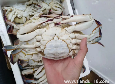 梭子蟹二母蟹和母蟹哪個好吃3