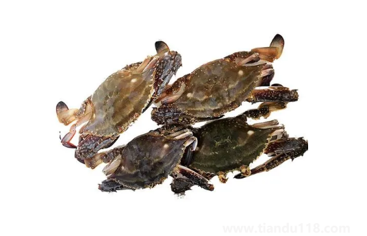 梭子蟹為什么有柴油味(梭子蟹什么時(shí)候最肥最好吃)(圖2) 梭子蟹為什么有柴油味2