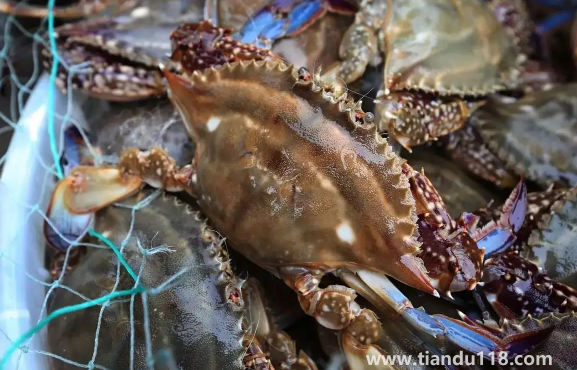 今天買(mǎi)的梭子蟹明天吃怎么辦(梭子蟹怎么挑選)(圖2) 今天買(mǎi)的梭子蟹明天吃怎么辦2