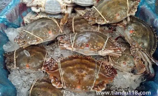 今天買(mǎi)的梭子蟹明天吃怎么辦(梭子蟹怎么挑選)(圖3) 今天買(mǎi)的梭子蟹明天吃怎么辦3