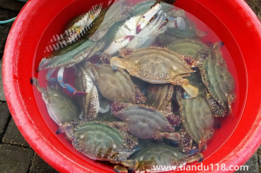 網上買梭子蟹為什么都是冷凍的(梭子蟹怎么保存較好)(圖3) 網上買梭子蟹為什么都是冷凍的3