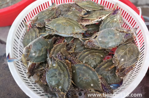 網上買梭子蟹為什么都是冷凍的(梭子蟹怎么保存較好)(圖2) 網上買梭子蟹為什么都是冷凍的2