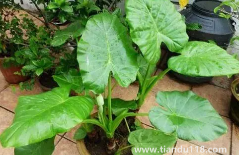 客廳養(yǎng)滴水觀音好不好1