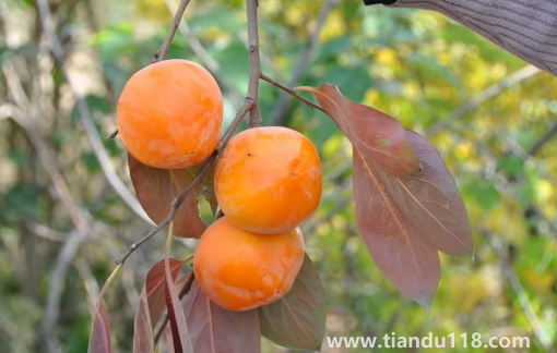 柿子和柿餅?zāi)膫€(gè)糖分高(柿子怎么做成柿餅)(圖1) 柿子和柿餅?zāi)膫€(gè)糖分高1