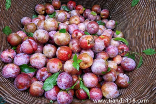 三華李幾月份成熟上市(三華李產(chǎn)地是哪里)(圖1) 三華李幾月份成熟上市1