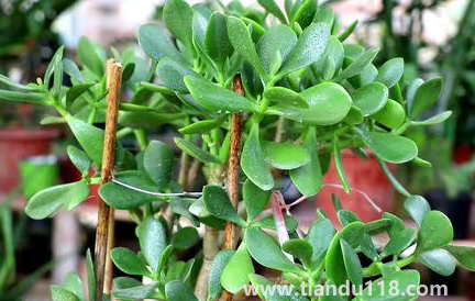 家里養(yǎng)玉樹(shù)放哪里好3