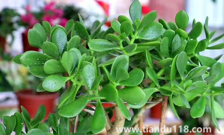 家里養(yǎng)玉樹(shù)放哪里好2