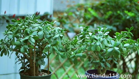 家里養(yǎng)玉樹(shù)放哪里好1