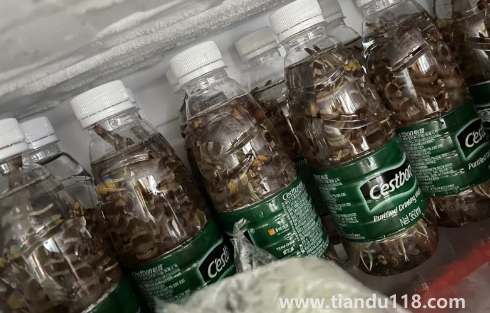 活蝦可以放礦泉水瓶保存嗎1