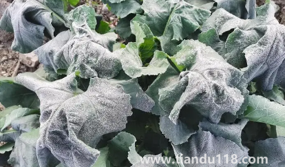 2022年霜凍會(huì)早來(lái)還是晚來(lái)(霜凍和霜降有啥不一樣)(圖2) 2022年霜凍會(huì)早來(lái)還是晚來(lái)2