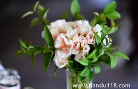 網(wǎng)上買的鮮花先去葉子還是先醒花(醒花時(shí)哪些是要注意的)(圖2) 網(wǎng)上買的鮮花先去葉子還是先醒花2