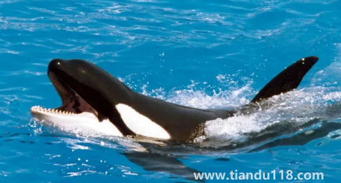 大白鯊真的打不過虎鯨嗎(虎鯊和虎鯨誰厲害)(圖2) 大白鯊真的打不過虎鯨嗎2