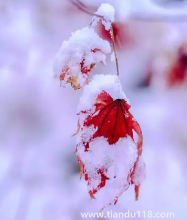 2022小雪過后就開始數(shù)九了嗎(數(shù)九是怎么算的)(圖3) 2022小雪過后就開始數(shù)九了嗎3