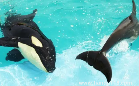 虎鯨現(xiàn)在全世界還剩幾只2