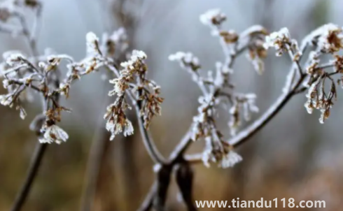今年三九是最冷的時(shí)候嗎2023(為什么三九天最冷)(圖1) 今年三九是最冷的時(shí)候嗎20231