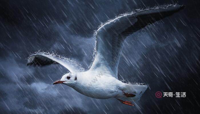 雷雨一課是按照什么的順序來(lái)寫(xiě)的 雷雨這篇課文作者按什么的順序描寫(xiě)的(圖2) 雷雨一課是按照什么的順序來(lái)寫(xiě)的